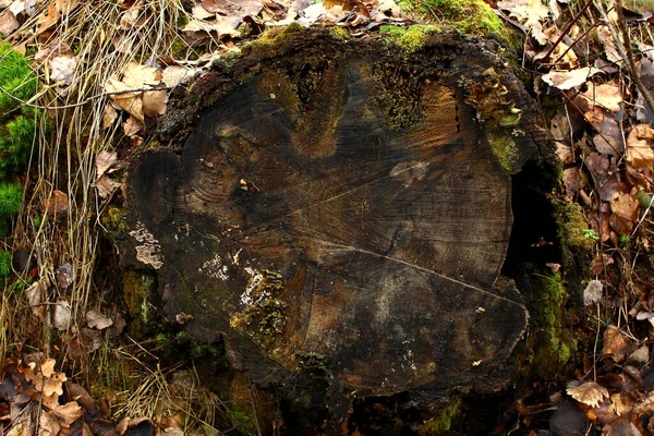 緑の苔で覆われた古木の切り株の質感 — ストック写真