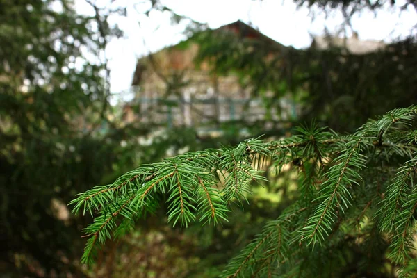 Fundo Uma Casa Madeira Nas Montanhas Floresta Entre Árvores Floresta — Fotografia de Stock