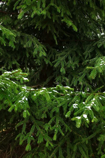 Grüne Naturfichte Schneeflocken Auf Einem Ast Des Weihnachtsbaums — Stockfoto