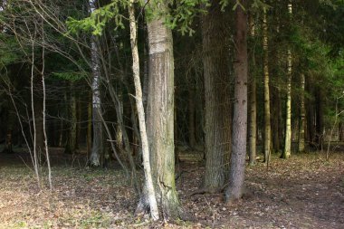 Parktaki bir orman koruluğunda antik ağaçlar