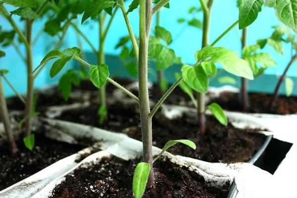 Teelt Van Tomatenzaailingen Groene Plant Een Blauwe Achtergrond — Stockfoto