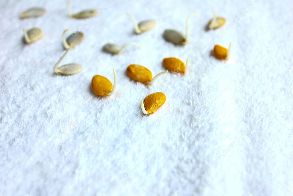 Sprout pumpkin seeds on a white wet towel. Sprout the germ of the plant before planting.