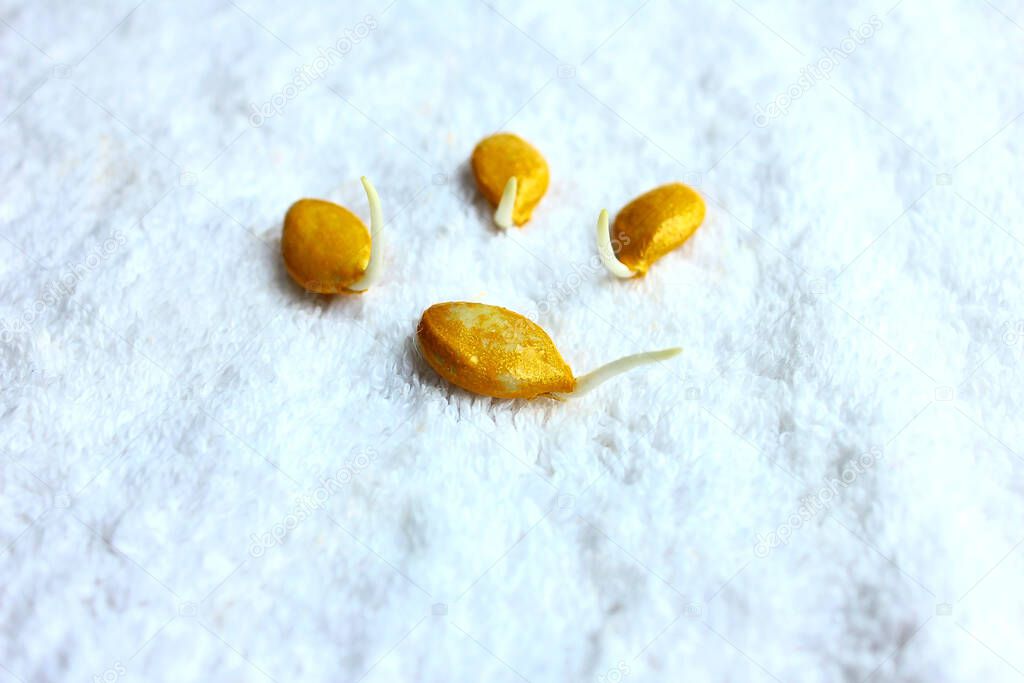 Sprout pumpkin seeds on a white wet towel. Sprout the germ of the plant before planting.