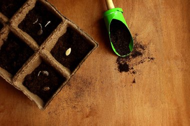 Bir bahçe için yeşil kepçe ve tohumları ekmek için toprakla dolu turba kapları, ahşap bir masanın arka planında..