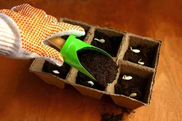 A hand in a working garden glove holds a shovel, pouring soil into a peat pot for planting pumpkin seeds and growing seedlings.