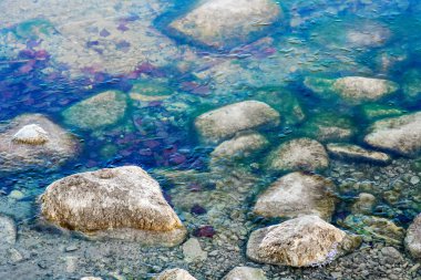 Donmuş suda taşlar, buzun altında eski kırmızı yapraklar. Yaklaş..