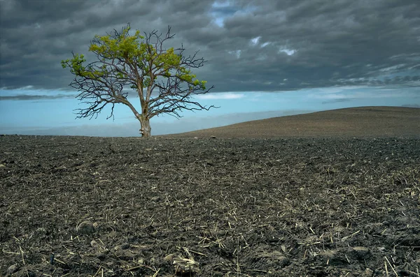 Árbol solitario en un campo arado. Roble viejo en el fondo del cielo oscuro — Foto de Stock