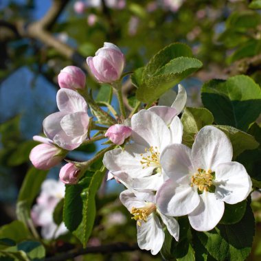 İlkbaharda açan elma ağacı, güzel elma çiçeğinin dalları yakın..
