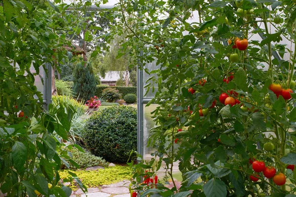 Ekologiska tomater växer i ett växthus i en vacker trädgård — Stockfoto
