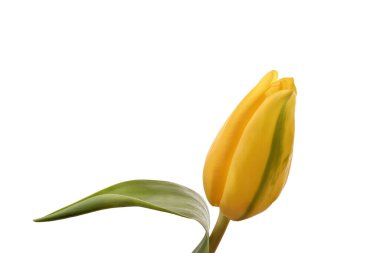 Sarı lale çiçeği, kırpma yolu olan beyaz arkaplanda izole edilmiş.