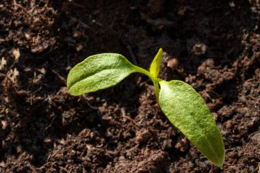 İlkbaharda filizlenen yavru, bahçede büyüyen küçük bir bitkinin yakın plan görüntüsü.