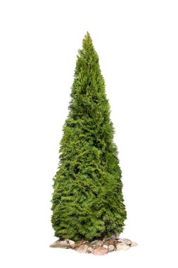 Thuja bataryası 'Smaragd', beyaz arka planda izole edilmiş.