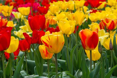 Renkli laleler yaklaşıyor, kırmızı ve sarı çiçekler. Sığ alan derinliği.