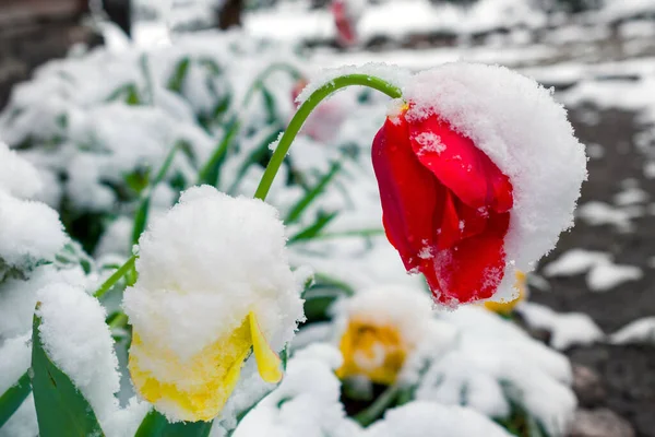 Flores Sob Neve Tulipa Emergindo Neve Primavera — Fotografia de Stock