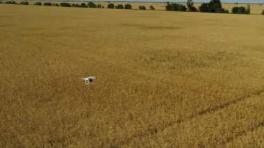 İnsansız hava aracı tarlanın üzerinde uçuyor..