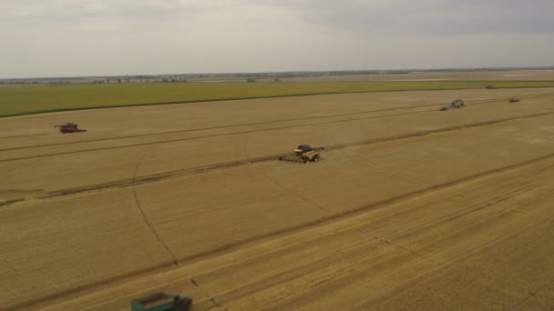 夏季小麦收获的空中景观 收割者在田里干活 从上面看 — 图库视频影像