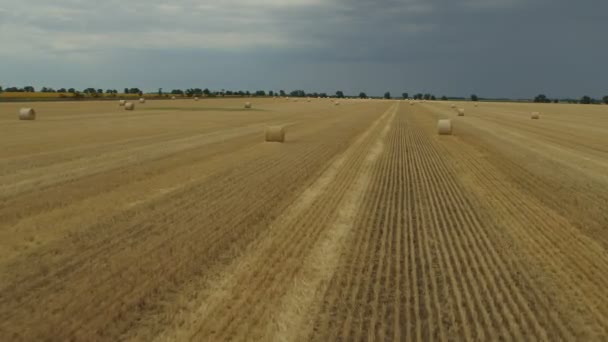 Aerial View Summer Wheat Harvest Harvester Working Field View — Stock Video