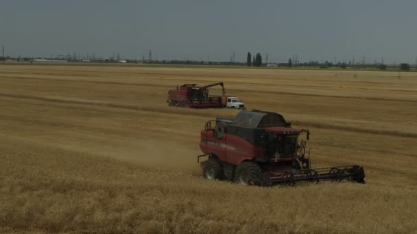 Widok Powietrza Zbiory Pszenicy Letniej Kombajn Pracujący Terenie Widok Góry — Wideo stockowe