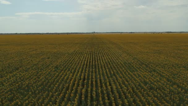 Panorama Pola Słoneczników — Wideo stockowe