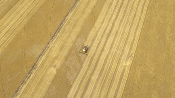 Vista Aérea Colheita Trigo Verão Colheitadeira Trabalhar Terreno Vista Cima — Vídeo de Stock