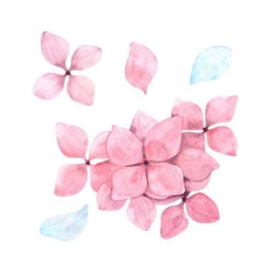 Pembe ortanca çiçeklerinin suluboya çiçekleri kompozisyonda ve ayrıca basım, tekstil, kart, kıyafet, kağıt ve herhangi bir fikrin dekorasyonu ve tasarımı için pembe ve mavi taç yaprakları ile ayrı ayrı