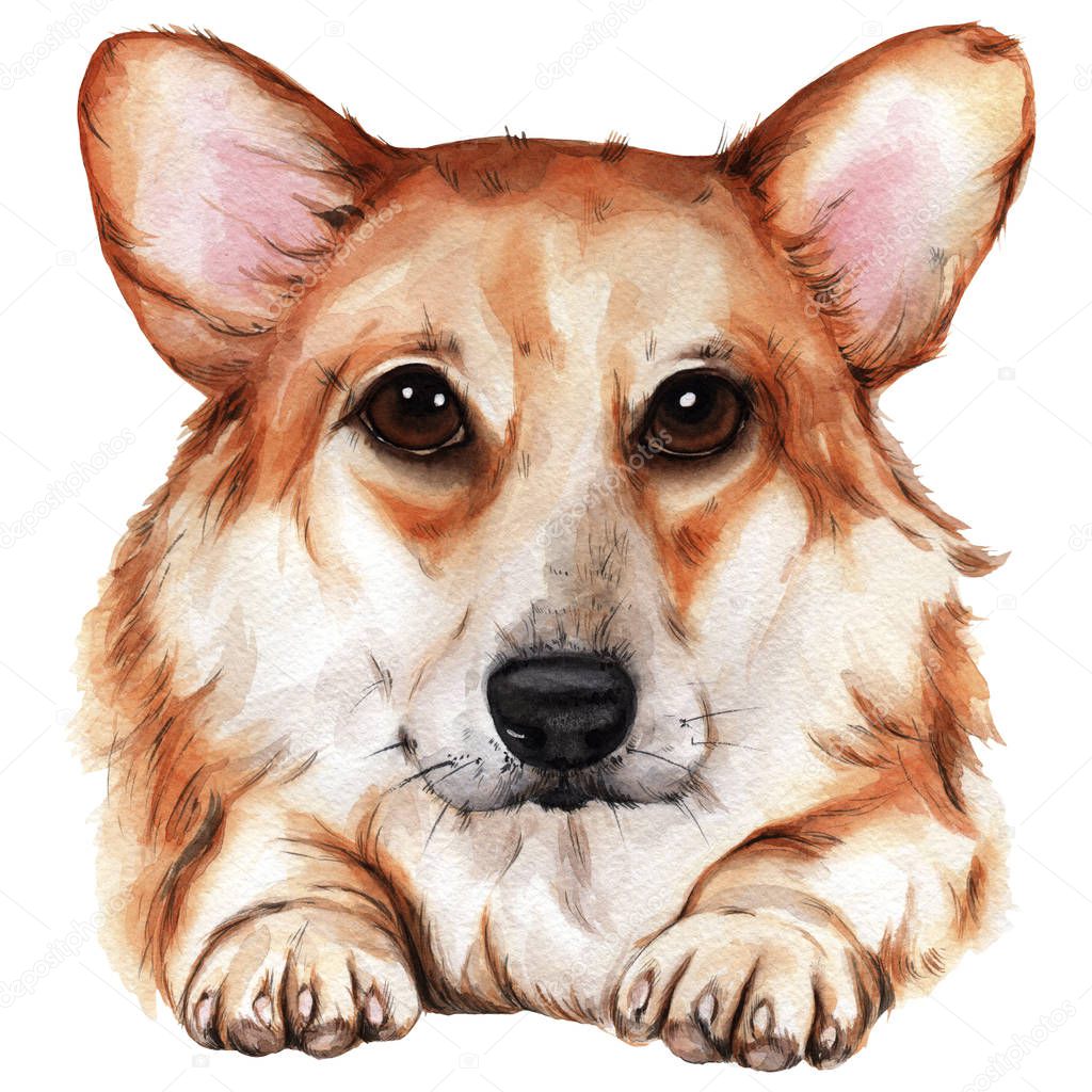 Watercolor painting of Corgi dogs in high resolution for decoration and design of packaging, textiles, printing, holidays and any ideas