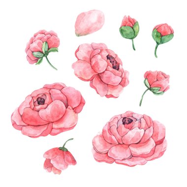 Suluboya yapraklı, şakayık ve tomurcuklu kusursuz desen baskı, tekstil, kumaş, ambalaj ve yapıştırma kağıdı, duvar kağıdı ve herhangi bir tasarım için mükemmeldir..