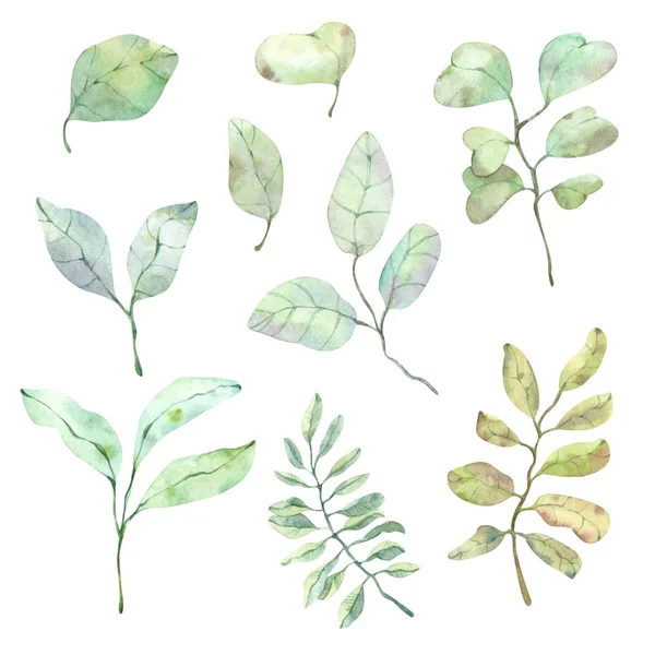 Delicate Clipart Watercolor Leaves Branches Various Colors Design Postcards Printing — Stock Photo, Image