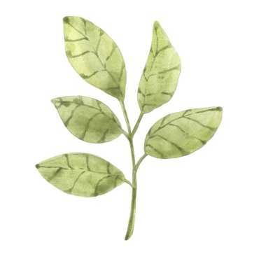 Yeşil yapraklı suluboya element. Kağıt, tekstil, kart ya da hediyelik eşya tasarımına uygun elle çizilmiş