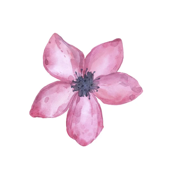 Aquarell Rosa Blume Element Handgezeichnetes Ähnliches Für Die Gestaltung Von — Stockfoto