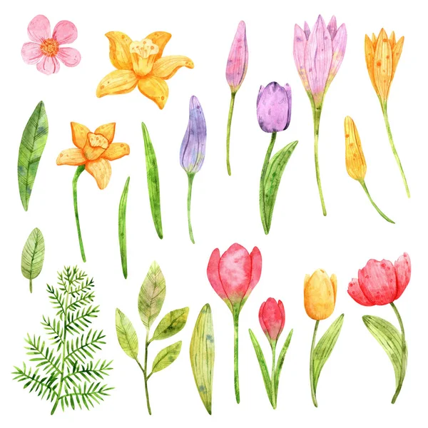 Watercolor Clipart Spring Flowers Tulips Daffodils Crocuses Different Colors Decoration — Stock Photo, Image