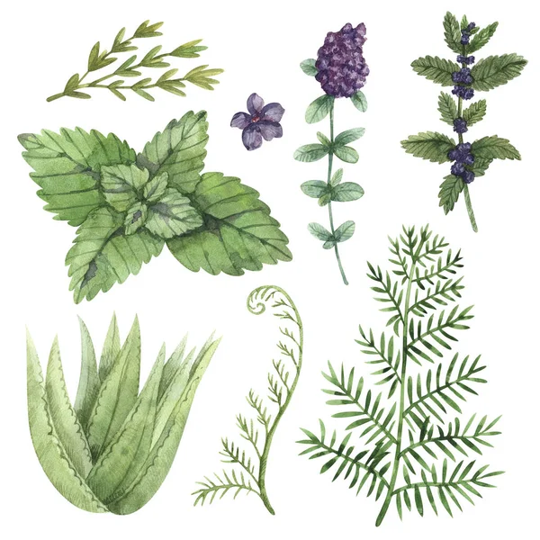 Watercolor Similars Fern Aloe Thyme Mint Rosemary Great Wallpaper Scrapbook — Stock Photo, Image