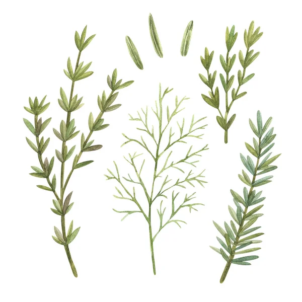 Watercolor Similars Sprigs Seeds Rosemary Dill Great Wallpapers Scrapbook Paper — Stock Photo, Image