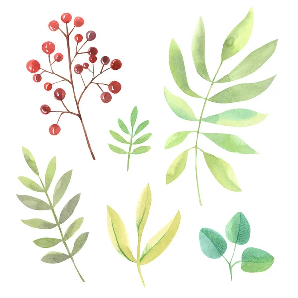 Klima Akvarelových Větviček Listy Zelených Odstínech Větvičkami Červenými Bobulemi Kresleno — Stock fotografie