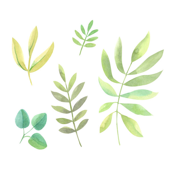 Клипсы акварели с листьями зеленых оттенков и разных размеров. Рисунок от руки
