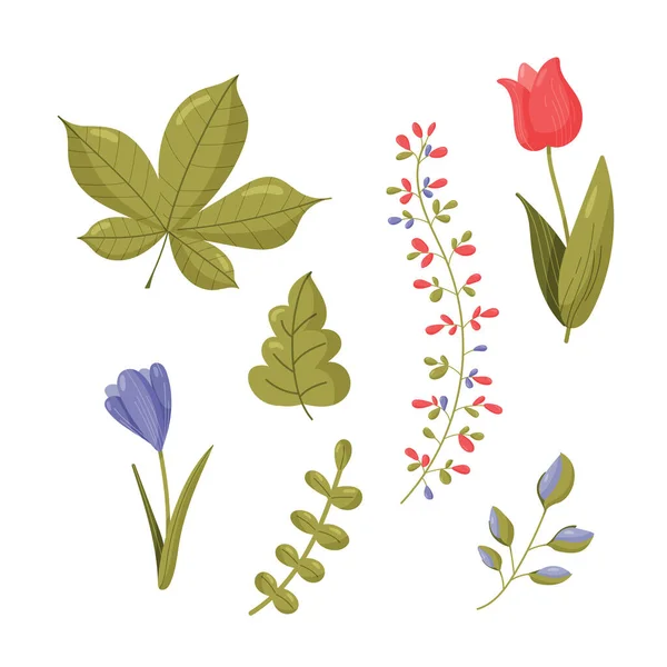 Ensemble de printemps. Collection fleurs floristiques et plantes isolées sur fond blanc. Illustration vectorielle botanique . — Image vectorielle