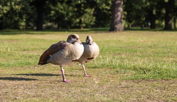 Dos Gallinas Quedándose Una Pata —  Fotos de Stock