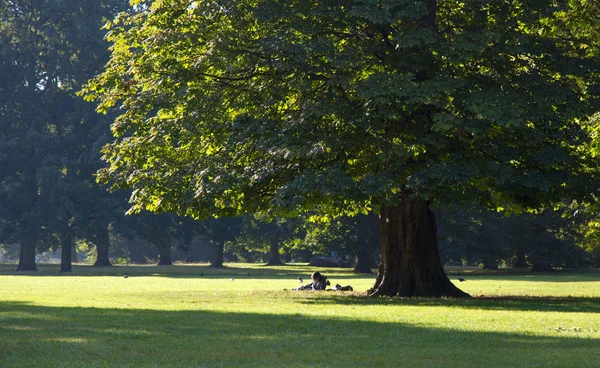 Kensington parkında büyük meşe