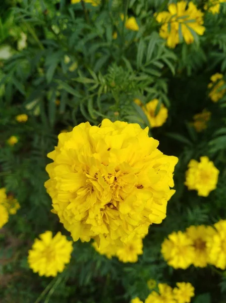 Flor Viva Verano Amarilla Color Hermoso — Stock Photo, Image