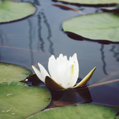 White water lilies in the lake. Kenozersky Park. clipart