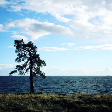 Sahilde yalnız ayakta çam ağacı. Onega Gölü.