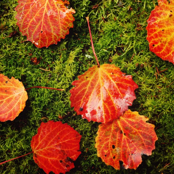 Czerwone liście osiki na zielonym mchem. Deszczowy, jesienny dzień — Zdjęcie stockowe