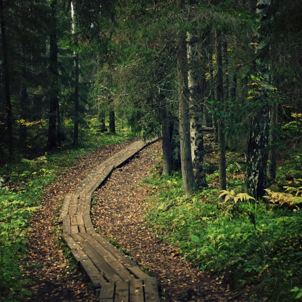 Dřevěná cesta v podzimní lesy ostrova Valaam. — Stock fotografie