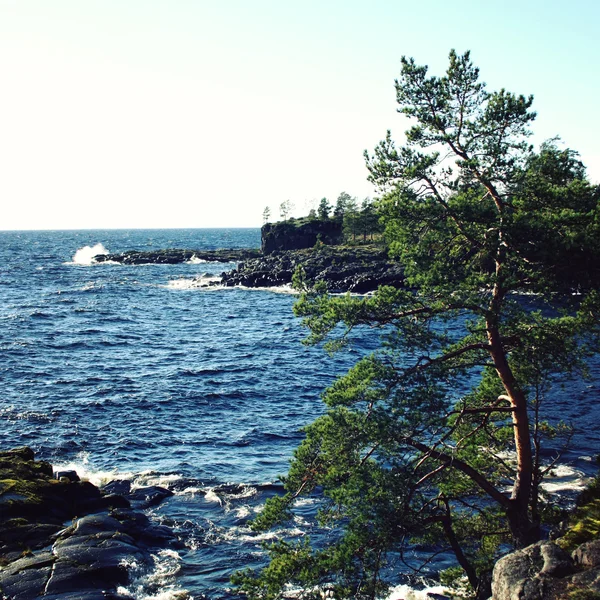 Sjön och tall träd. Norra Ryssland. Valaam Island. — Stockfoto