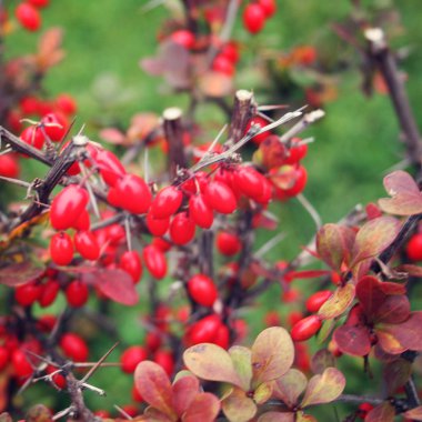 Kırmızı barberries bahçedeki Bush. Yakın çekim.