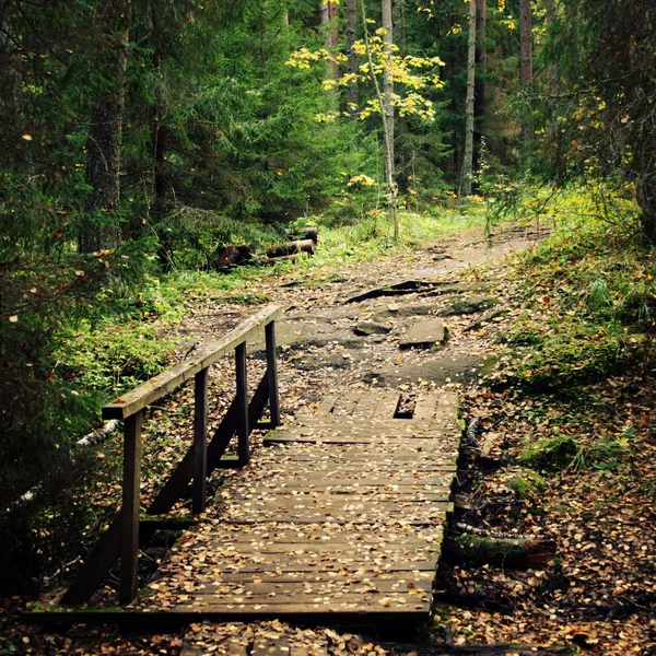 Pequena ponte de madeira na floresta. Ilha de Valaam . — Fotografia de Stock