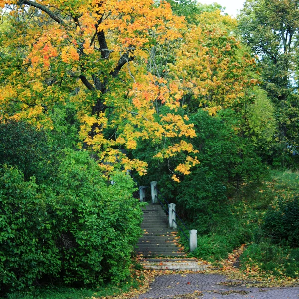 Schody do Valaam katedrály. Podzimní listí. — Stock fotografie