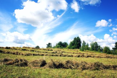 Rusya'nın Kuzey yolculuk. Haymaking.