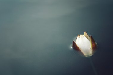 Water lily bloom in the lake. Kenozersky Park. clipart