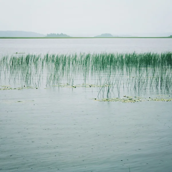 Cloudy landscape of the lake with Water Sedge.